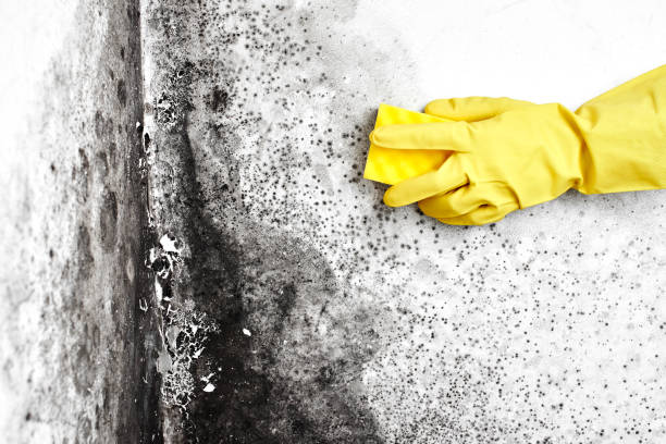 Best Mold Remediation for Specific Building Types in La Verkin, UT