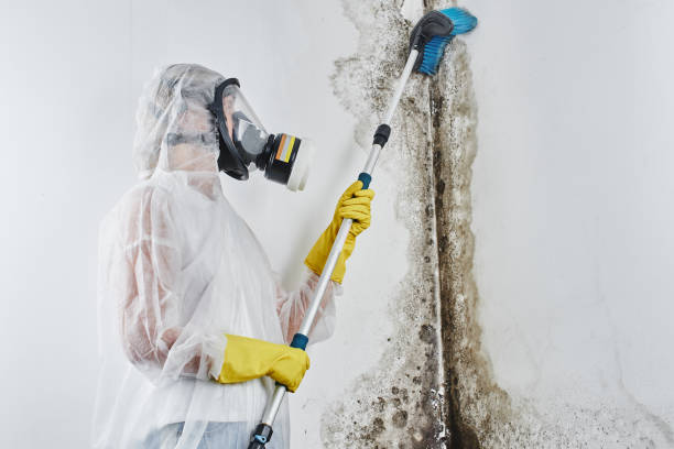 Trusted La Verkin, UT Mold Remediation Experts