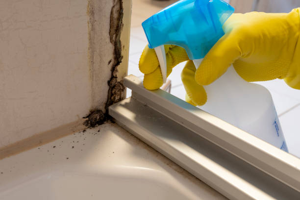 Best Commercial Mold Remediation in La Verkin, UT