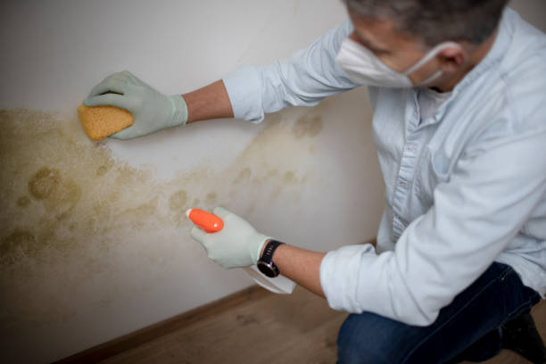 Best Basement Mold Remediation in La Verkin, UT