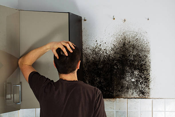 Best Bathroom Mold Remediation in La Verkin, UT