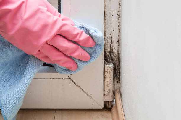 Best Commercial Mold Remediation in La Verkin, UT