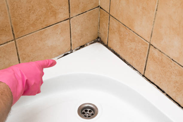 Best Emergency Mold Remediation in La Verkin, UT
